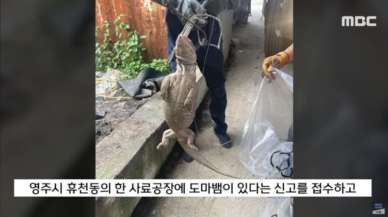 사바나왕도마뱀과 그물무늬비담뱀이 발견된 영주