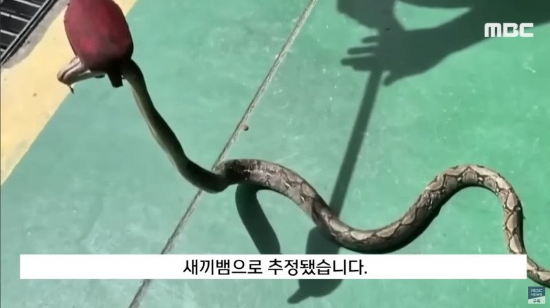 사바나왕도마뱀과 그물무늬비담뱀이 발견된 영주