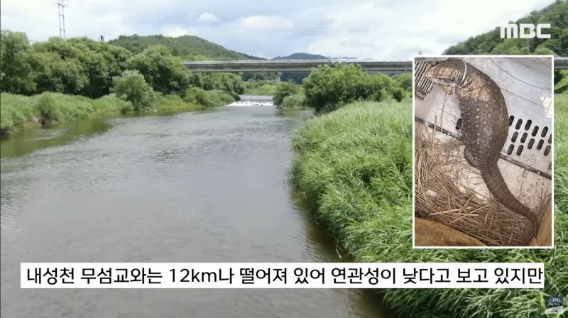 사바나왕도마뱀과 그물무늬비담뱀이 발견된 영주