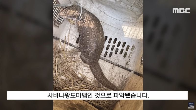 사바나왕도마뱀과 그물무늬비담뱀이 발견된 영주