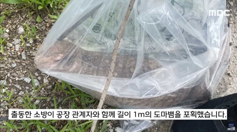 사바나왕도마뱀과 그물무늬비담뱀이 발견된 영주