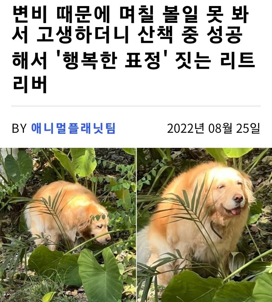 산책 중 변비에서 탈출한 골댕이