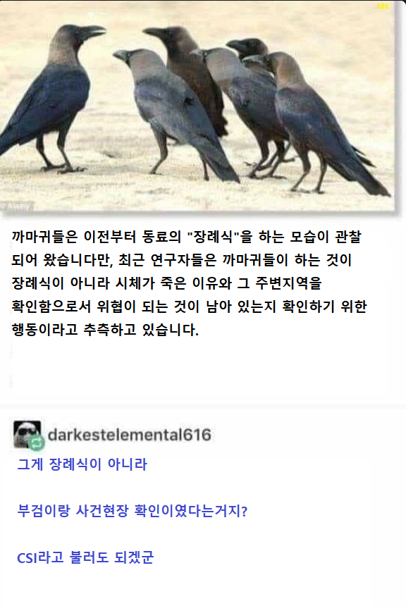 까마귀들의 장례식.