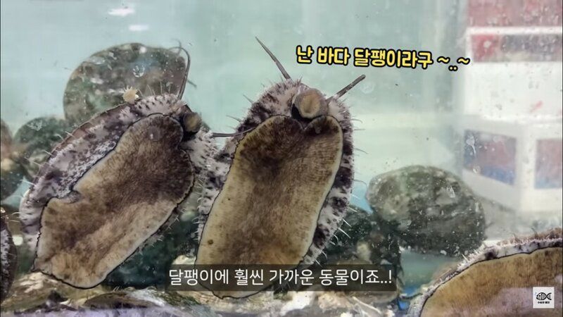 전복에 대한 의외의 사실