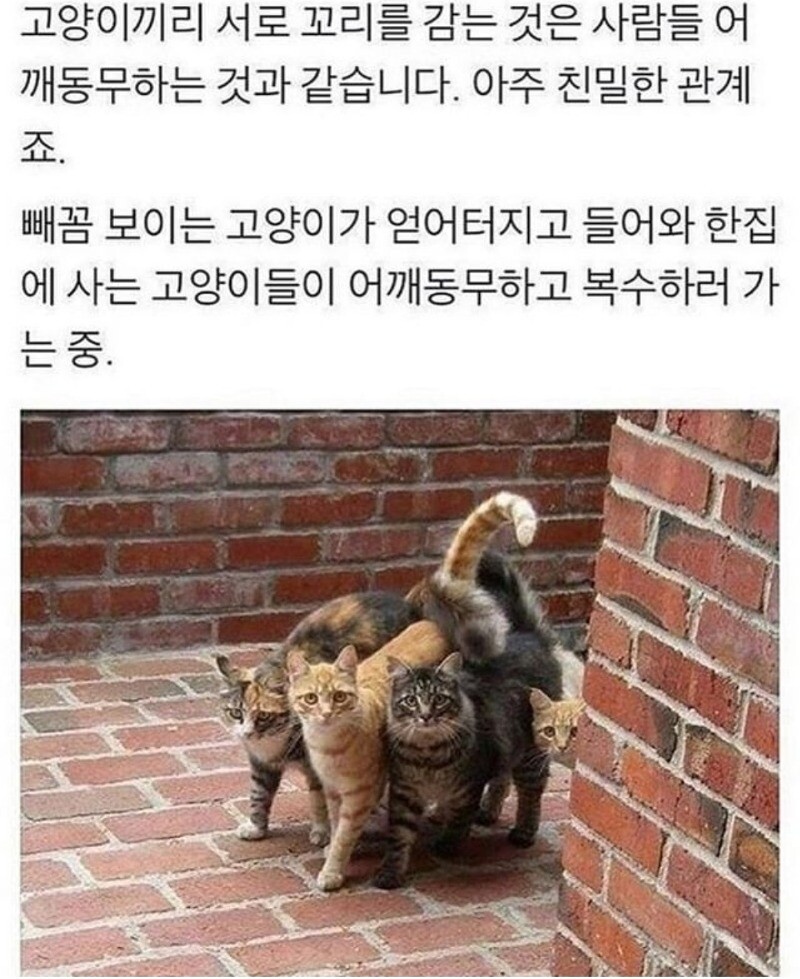 고양이들 왜 이럼!?