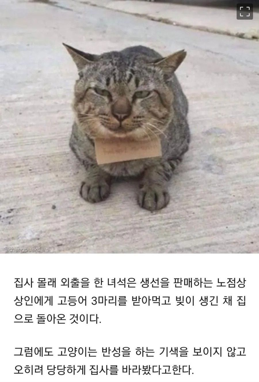 가출했다가 빚지고 돌아온 고양이.