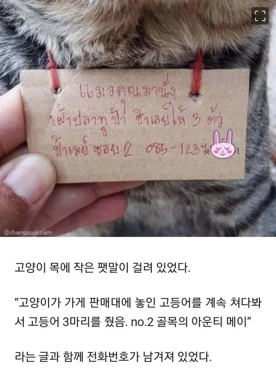 가출했다가 빚지고 돌아온 고양이.