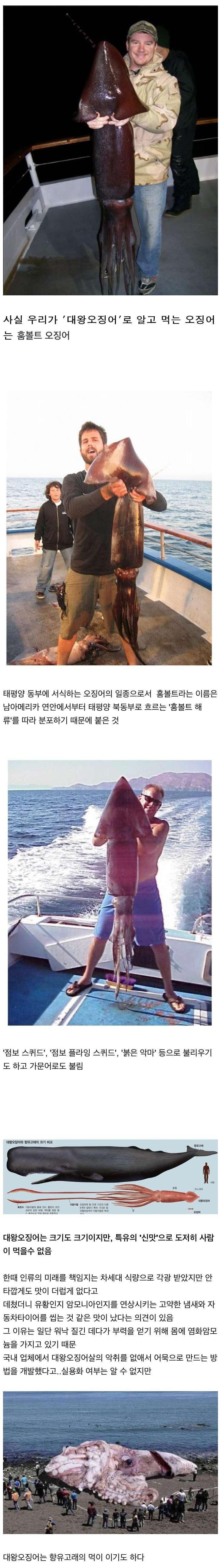 대왕오징어의 진실