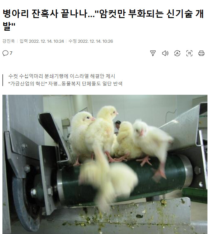 병아리 잔혹사 끝나나...