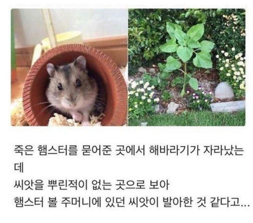 햄스터가 주고 간, 마지막 선물