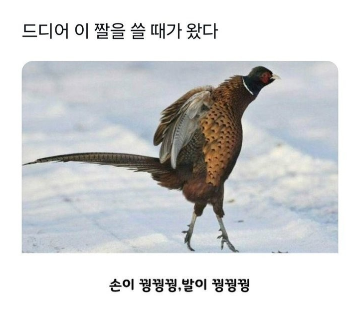 드디어 이짤을 쓸때가 왔다!