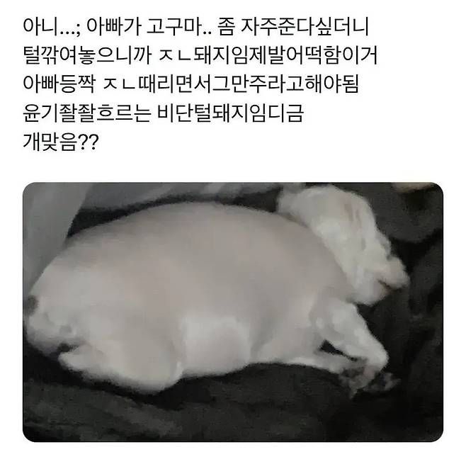 강아지가 너무 살쪄서 털이라도 깎아 본 견주