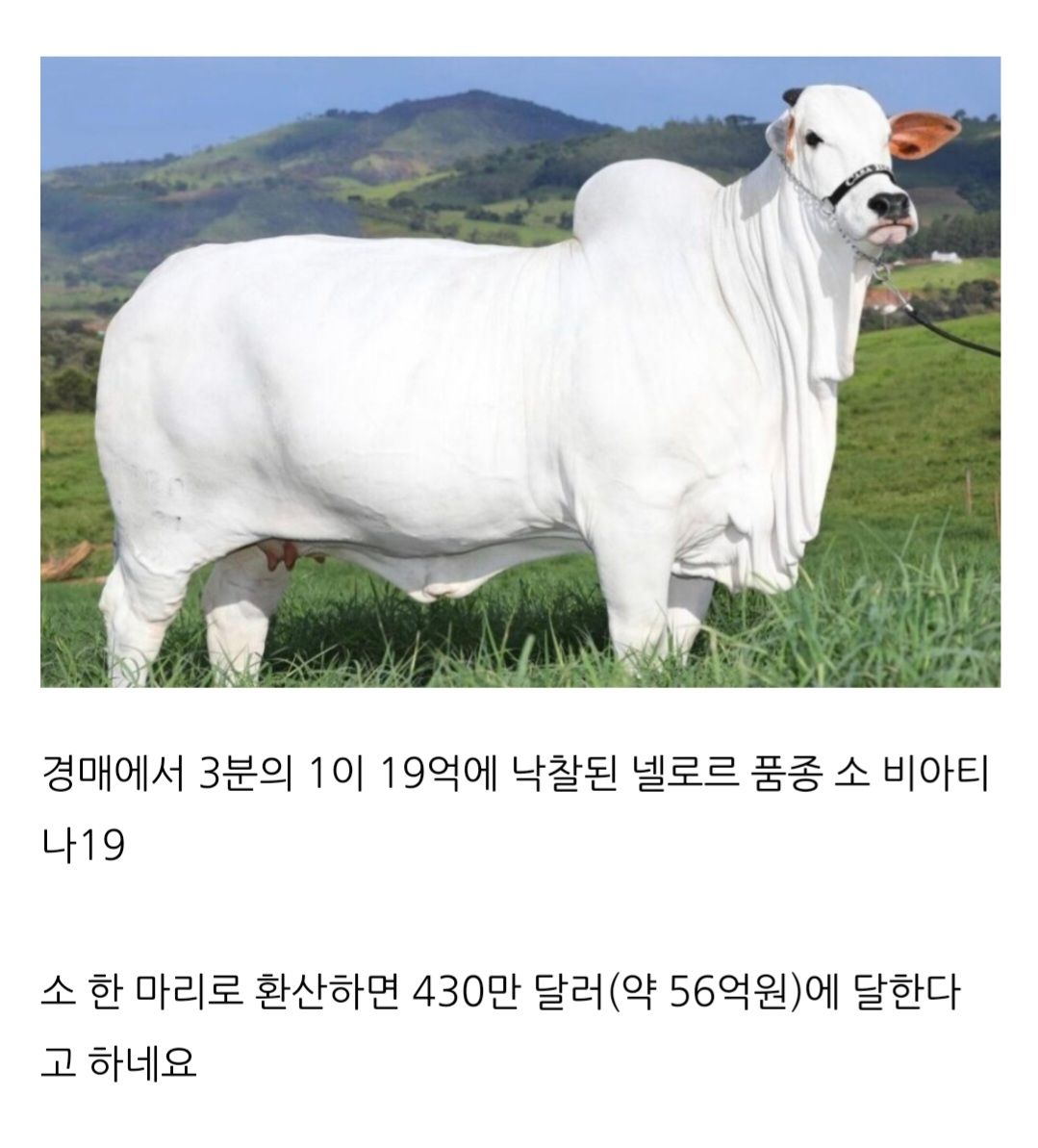 세계에서 가장 비싼 소