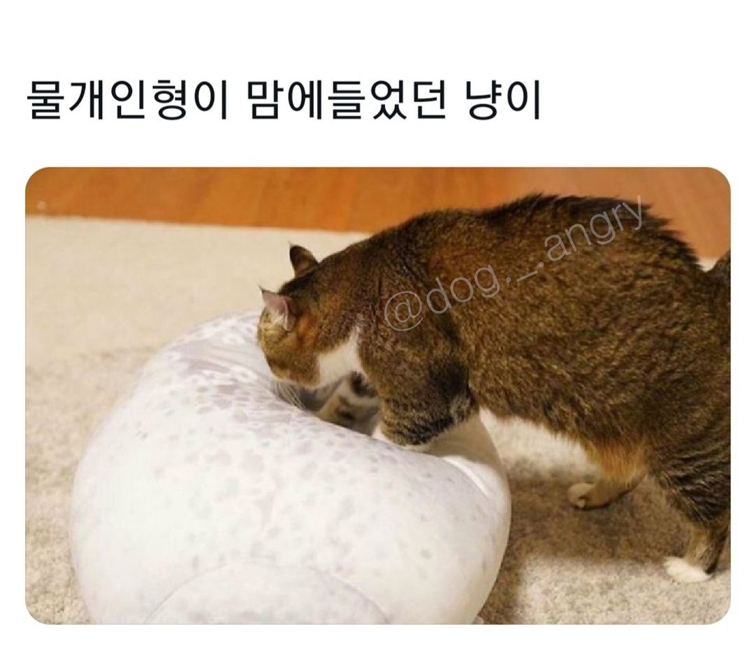 물개인형이 맘에들었던 냥이