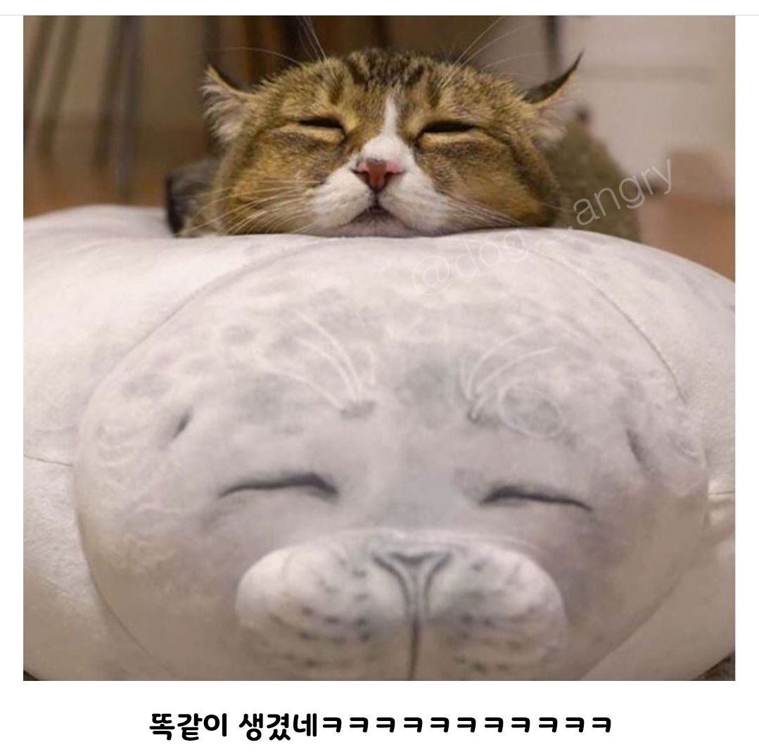 물개인형이 맘에들었던 냥이