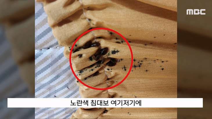 빈대 나왔다고 난리 났던 계명대 기숙사