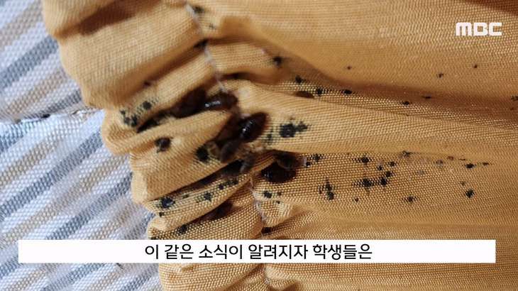 빈대 나왔다고 난리 났던 계명대 기숙사