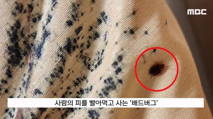 빈대 나왔다고 난리 났던 계명대 기숙사