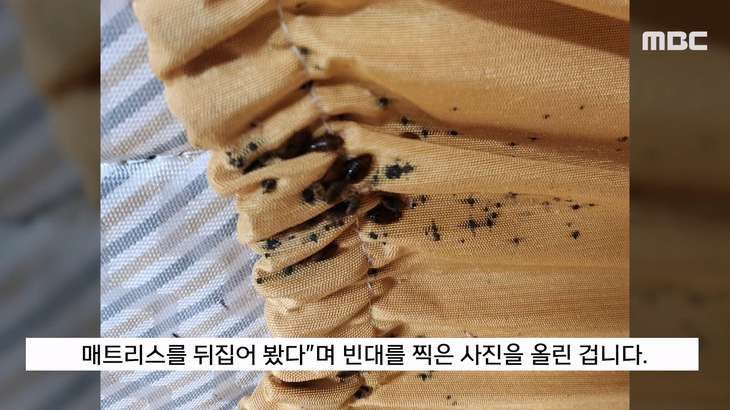 빈대 나왔다고 난리 났던 계명대 기숙사