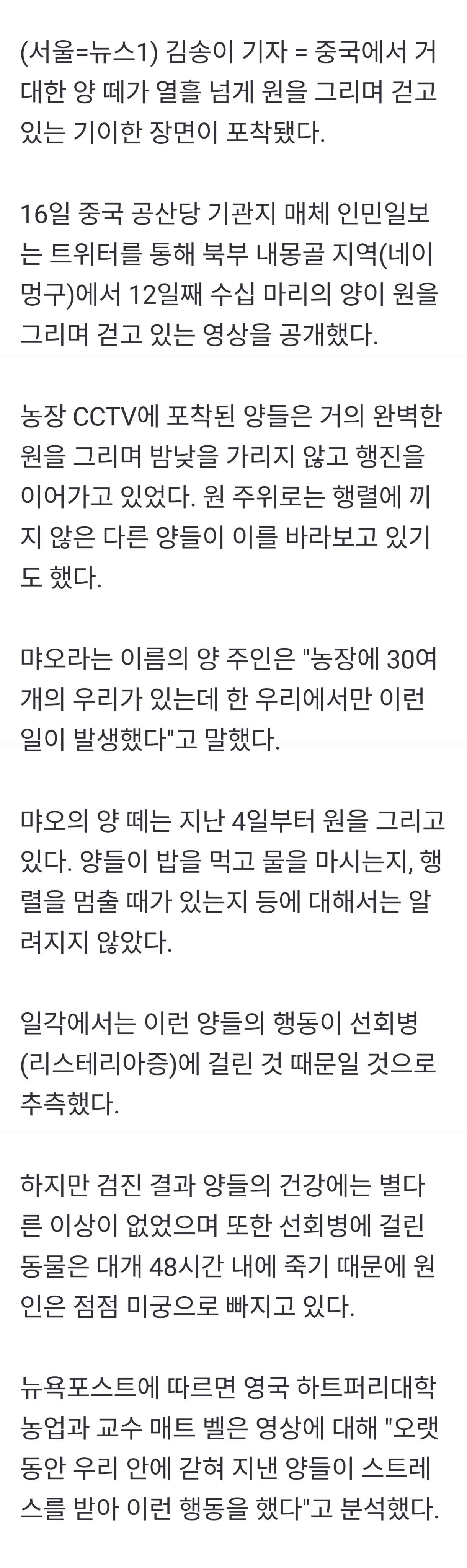 양떼 2주째 빙글빙글 미스터리