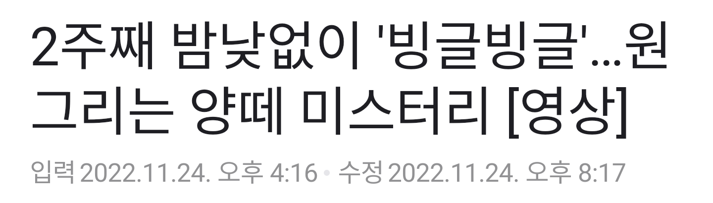 양떼 2주째 빙글빙글 미스터리