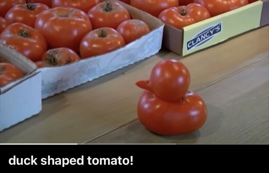 특이한 토마토를 수확해서 뉴스 나온 미국 노부부