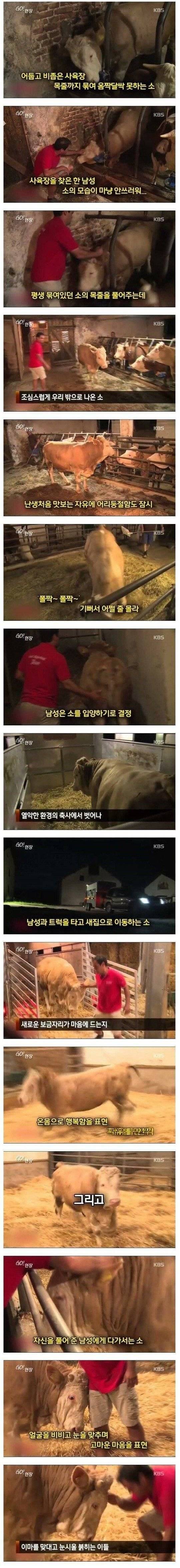 난생 처음 자유를 느낀 황소