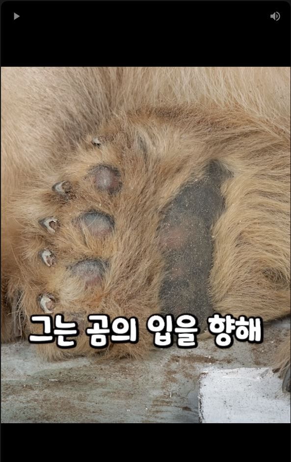 흑곰과 싸워서 이긴 60대 전직복서