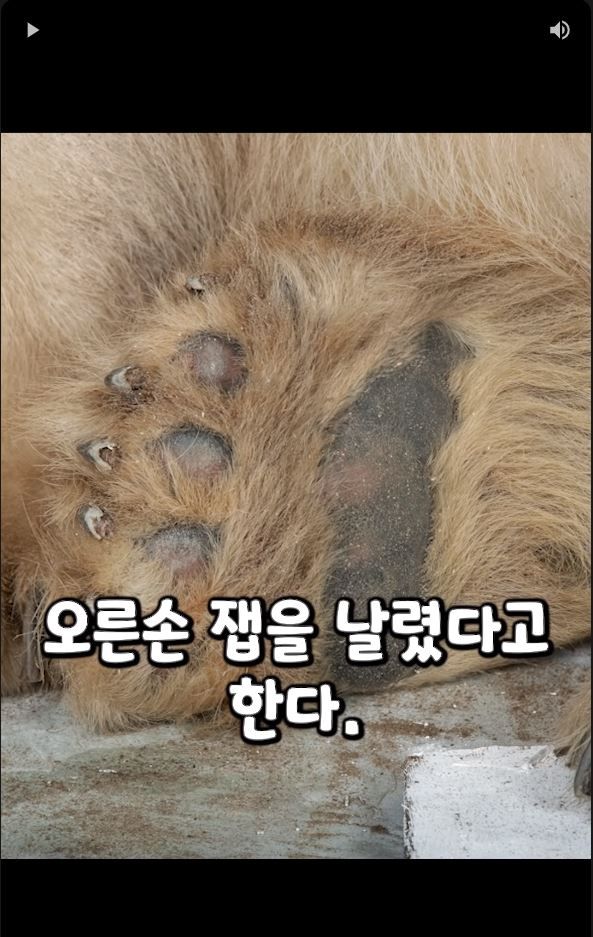 흑곰과 싸워서 이긴 60대 전직복서