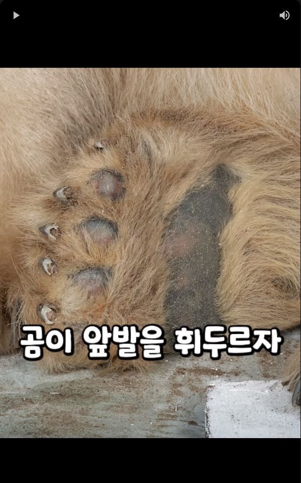 흑곰과 싸워서 이긴 60대 전직복서