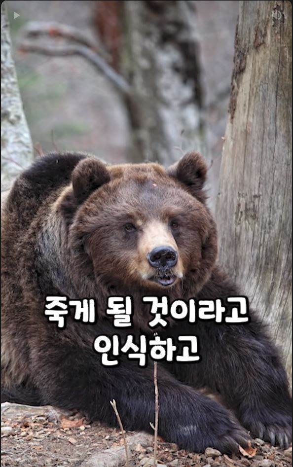 흑곰과 싸워서 이긴 60대 전직복서