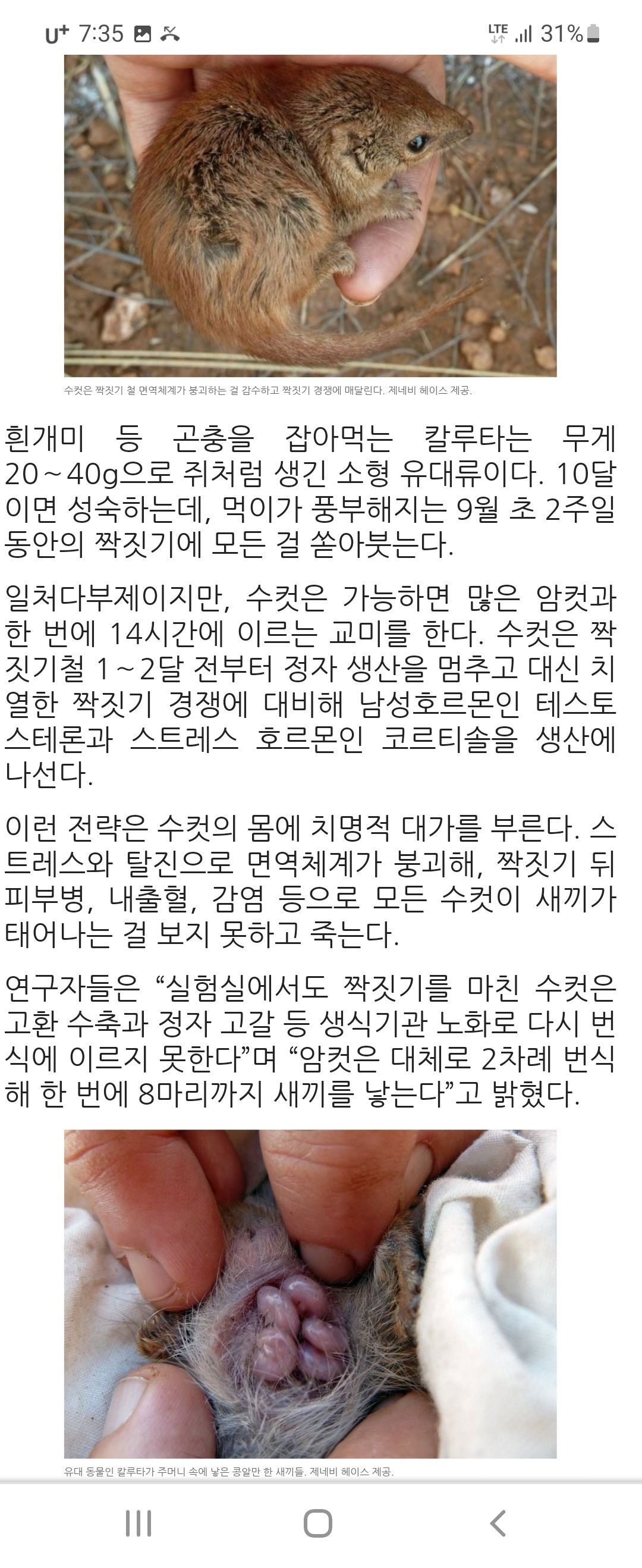 주머니 고양이 극단적 번식