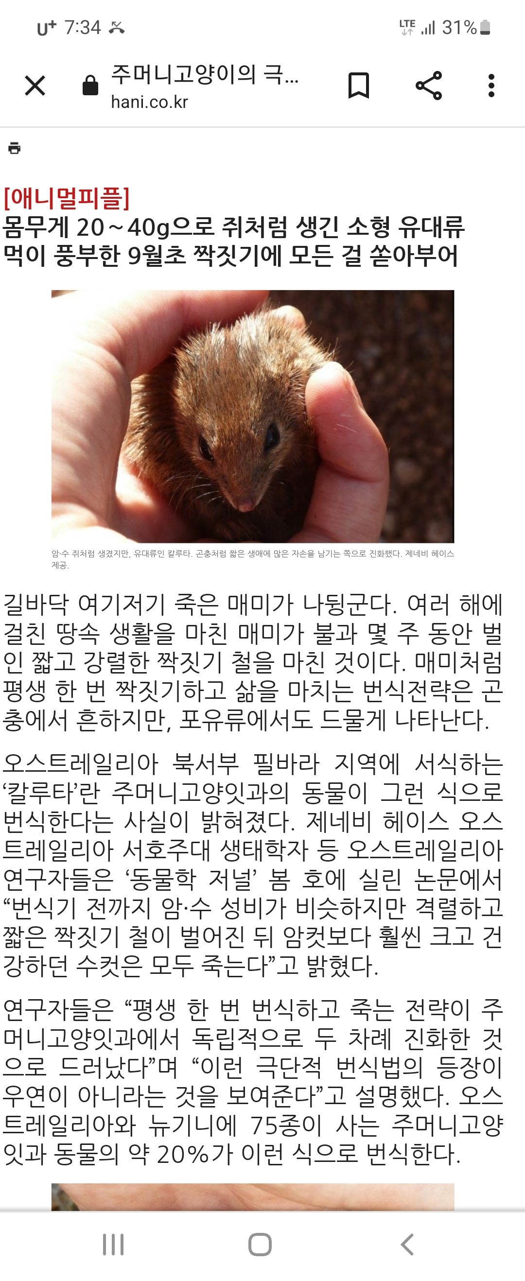 주머니 고양이 극단적 번식