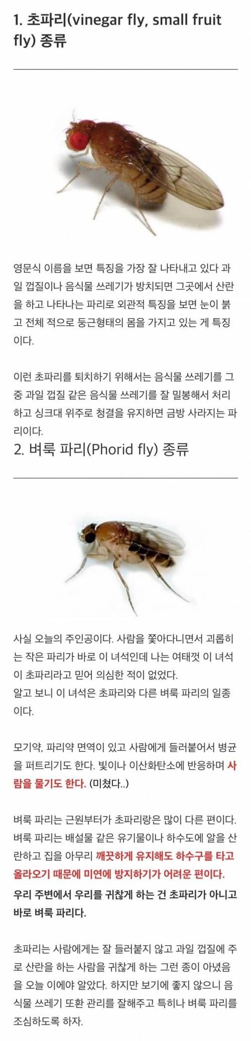 초파리가 누명을 쓴 이유