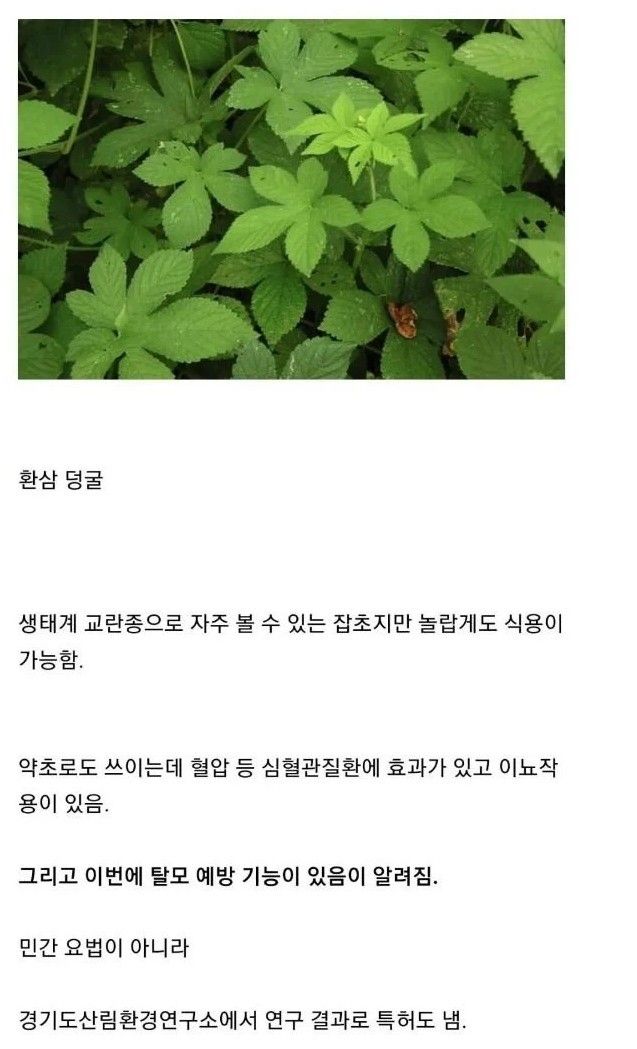 한국에서 곧 씨가 마를 예정인 환삼덩굴