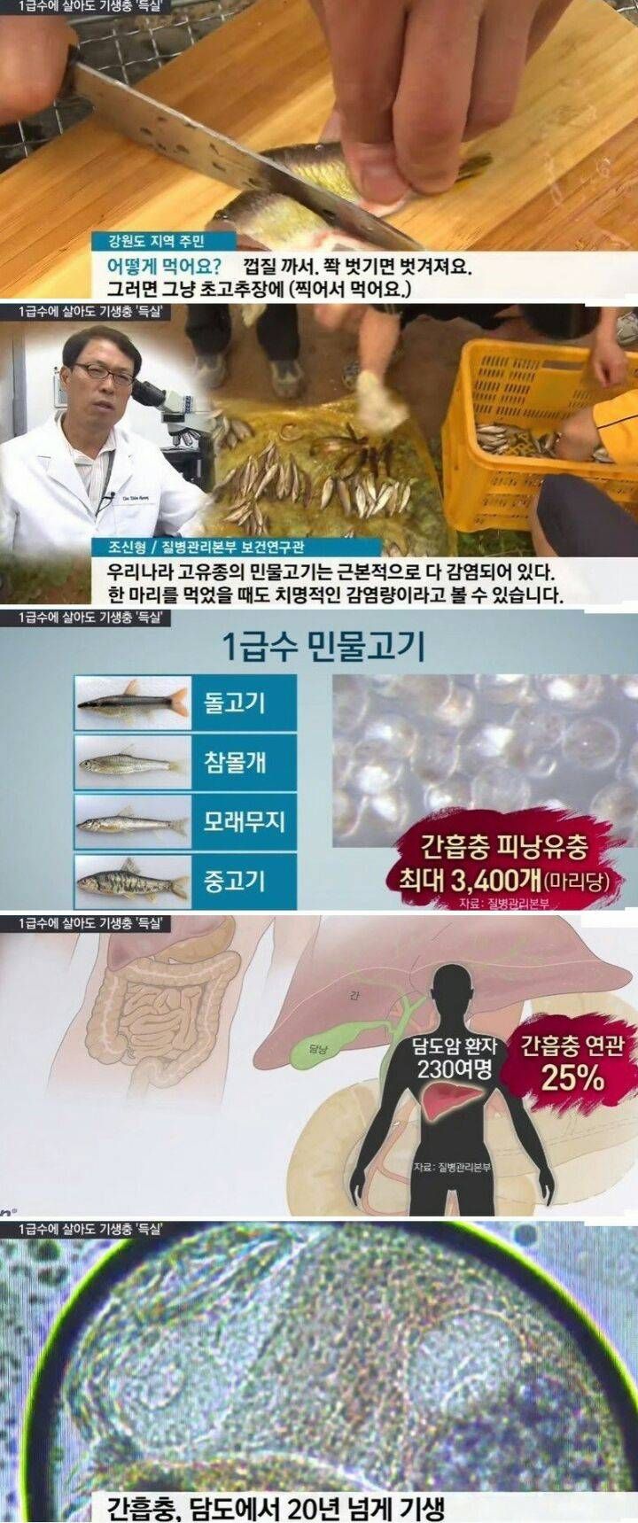 민물고기를 회로 먹으면 위험한 이유