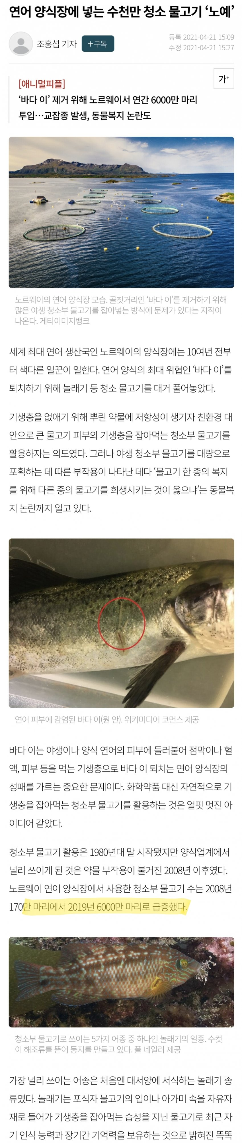 연어 양식에 쓰이는 노예 물고기