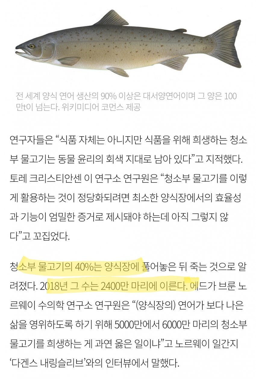 연어 양식에 쓰이는 노예 물고기