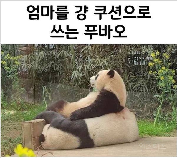 엄마를 쿠션으로 쓰는 푸바오 ㅋㅋㅋ