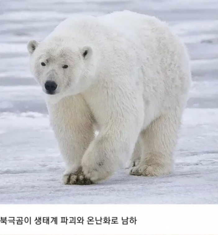 지구 온난화로 생긴 곰.