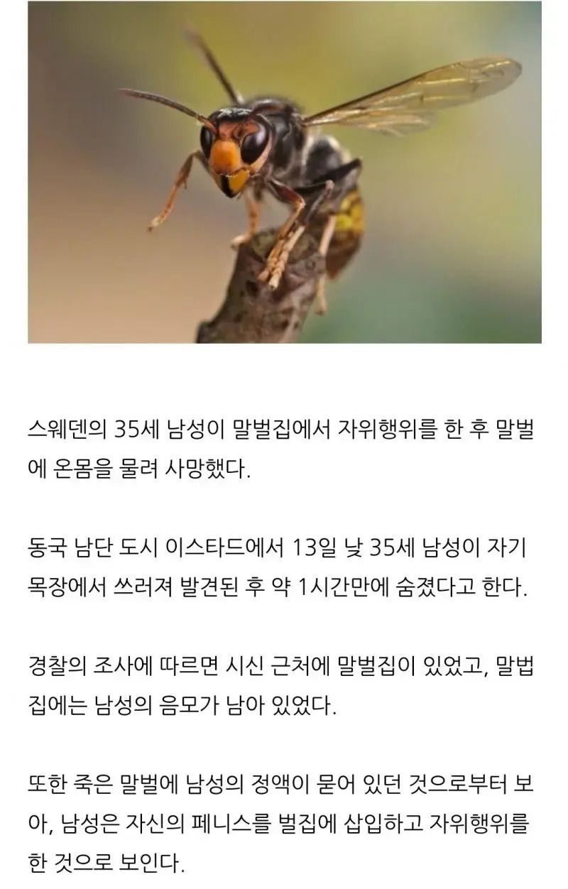 말벌에 온몸을 물려 사망한 남성