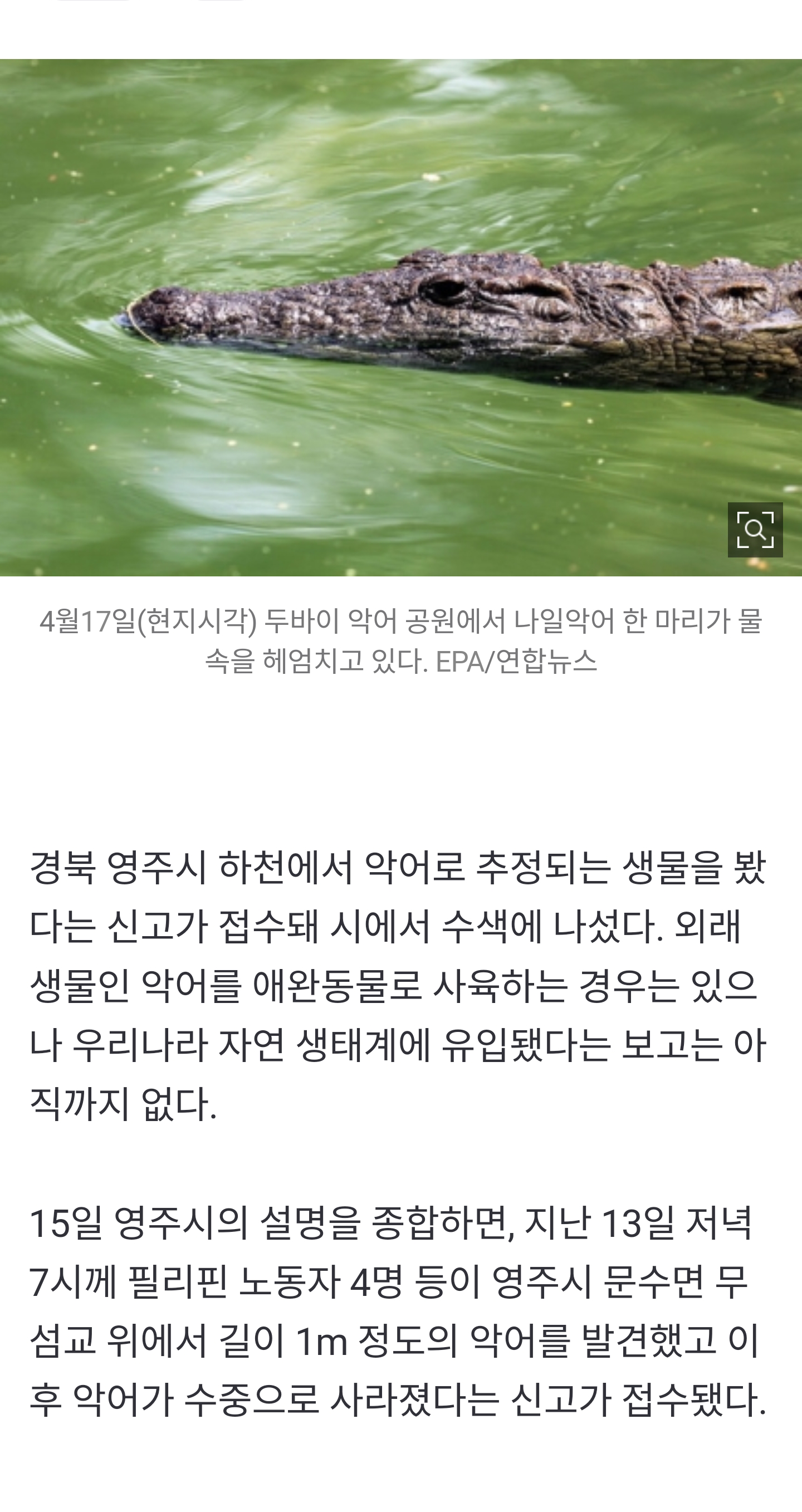 한국 악어 생존 썰