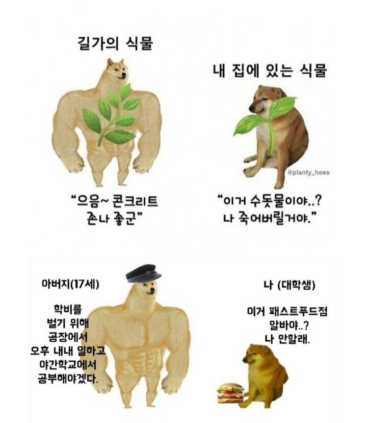 강한 시바 & 약한 시바 모음