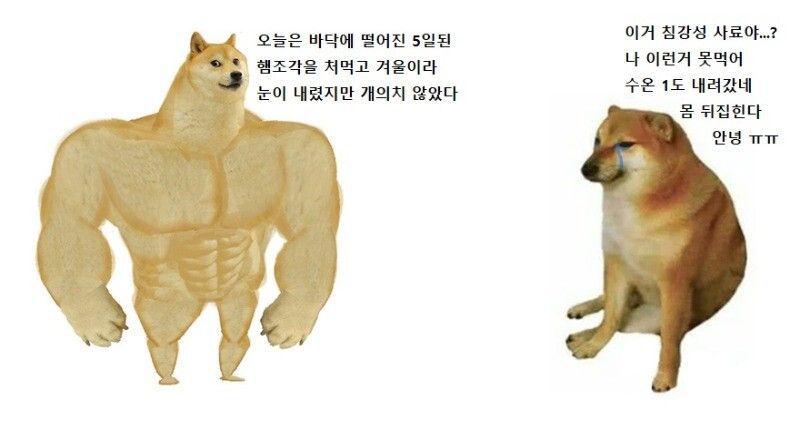 강한 시바 & 약한 시바 모음