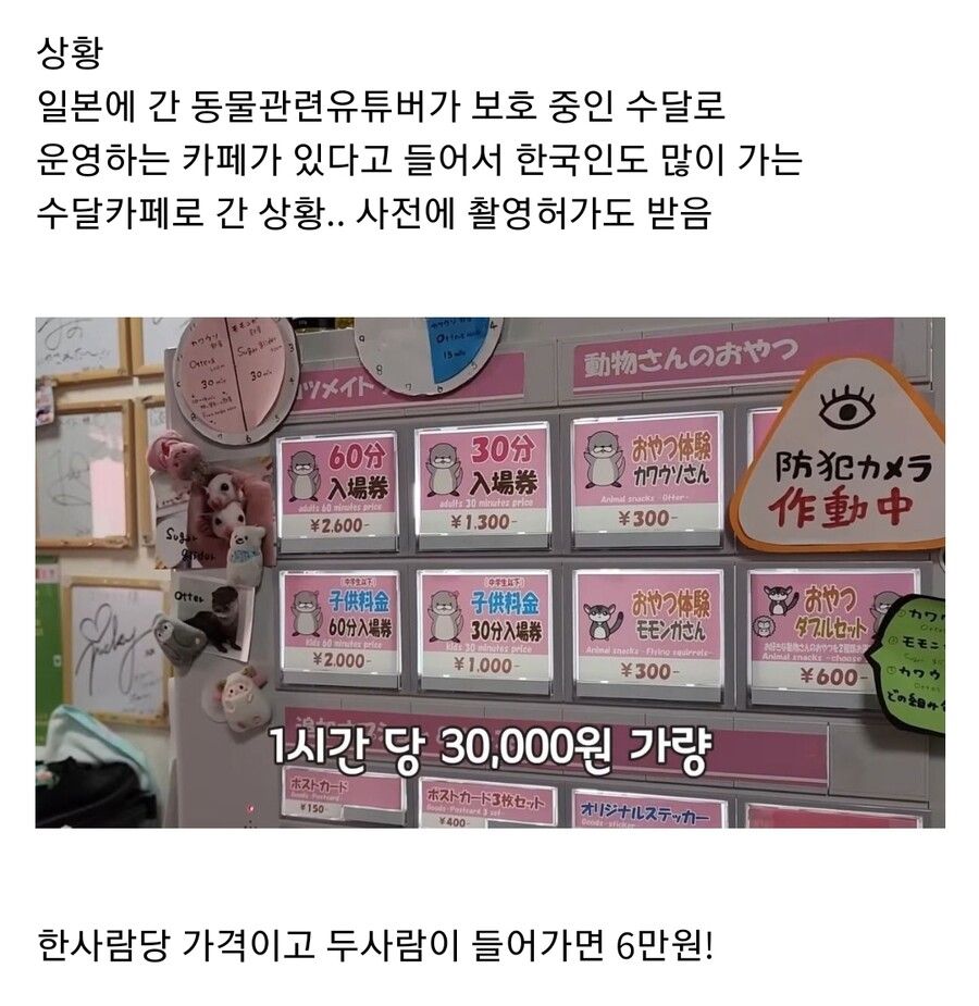 지옥이나 다름없는 충격적인 일본의 수달 카페