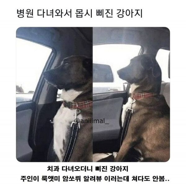 병원 다녀와서 몹시 삐진 동물들