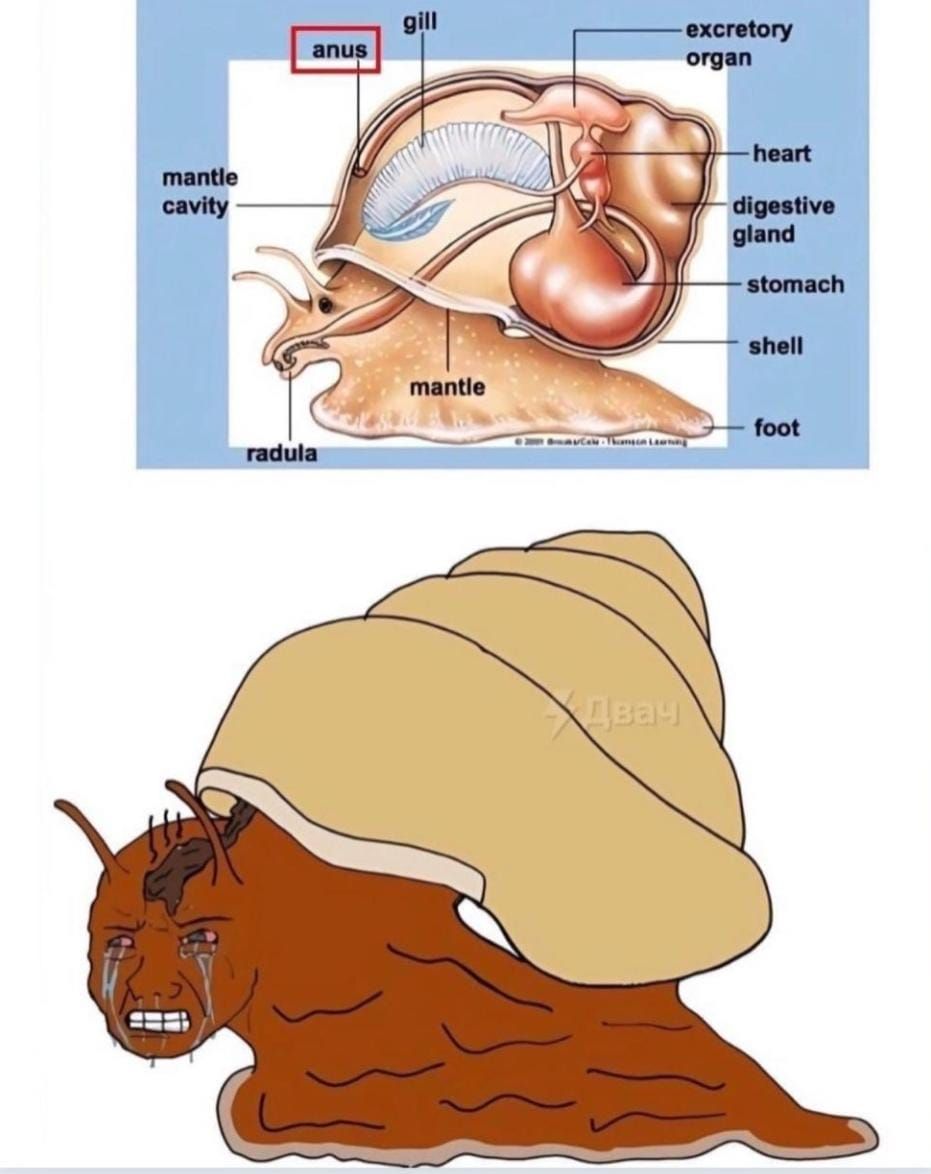 달팽이 항문 위치