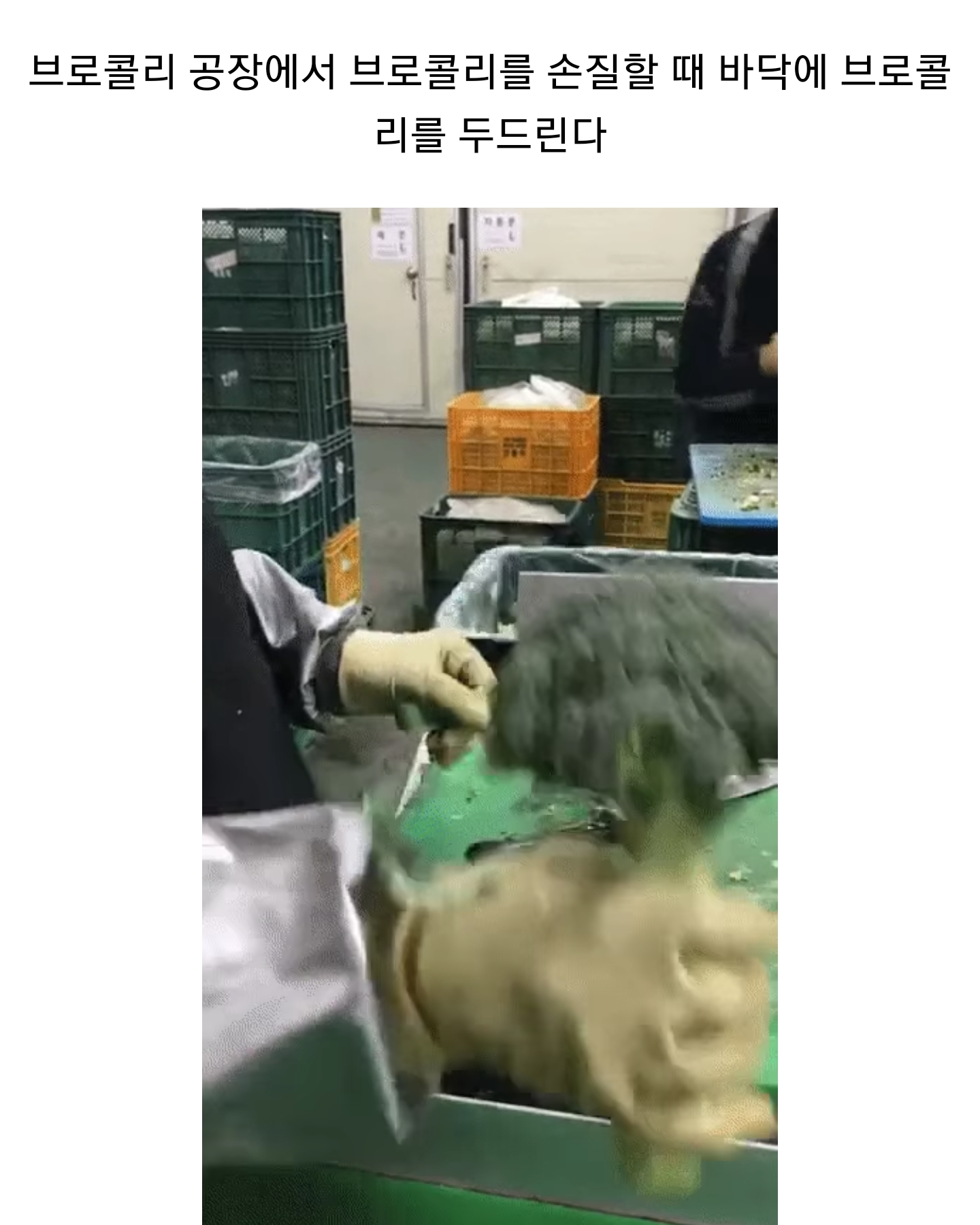 브로콜리 좋아하면 클릭 금지(채소)