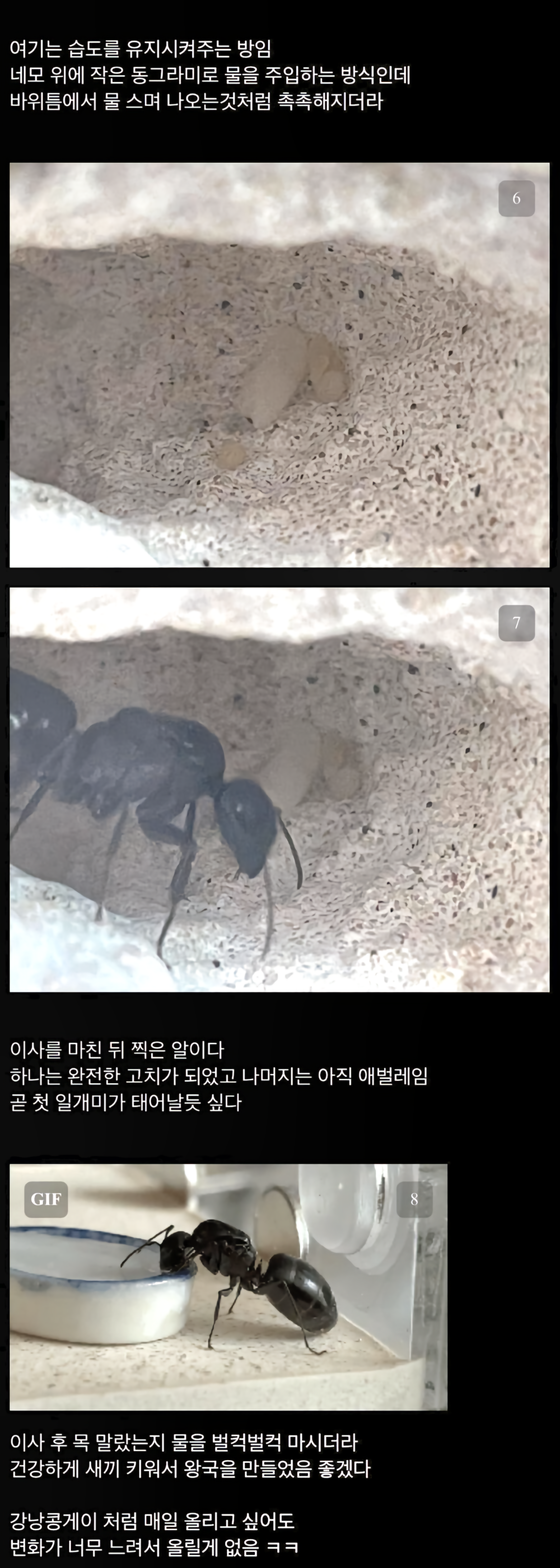 여왕개미맘의 결단력