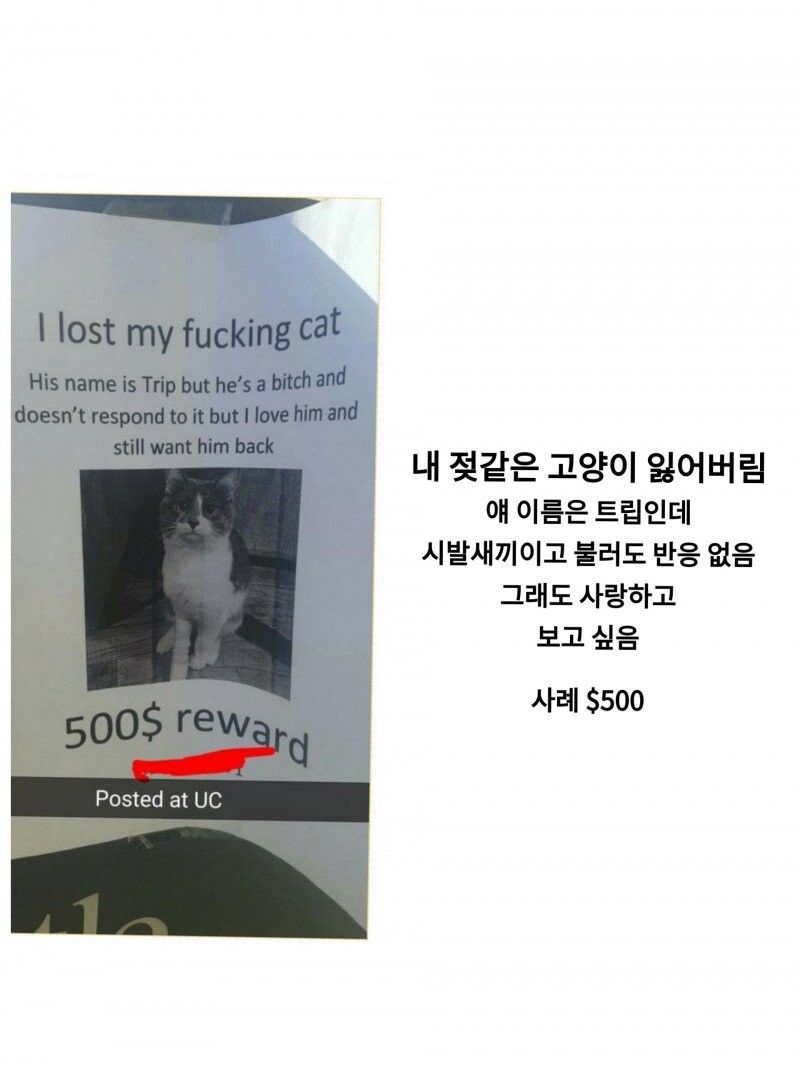 진심이 느껴지는 동물찾기 포스터